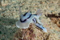 nudi-chromodoris