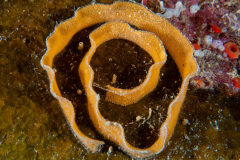 nudi_eggs