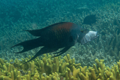 slingjaw_wrasse