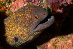yellowmargin_moray