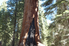 yosemite47